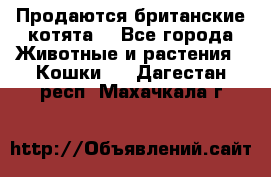 Продаются британские котята  - Все города Животные и растения » Кошки   . Дагестан респ.,Махачкала г.